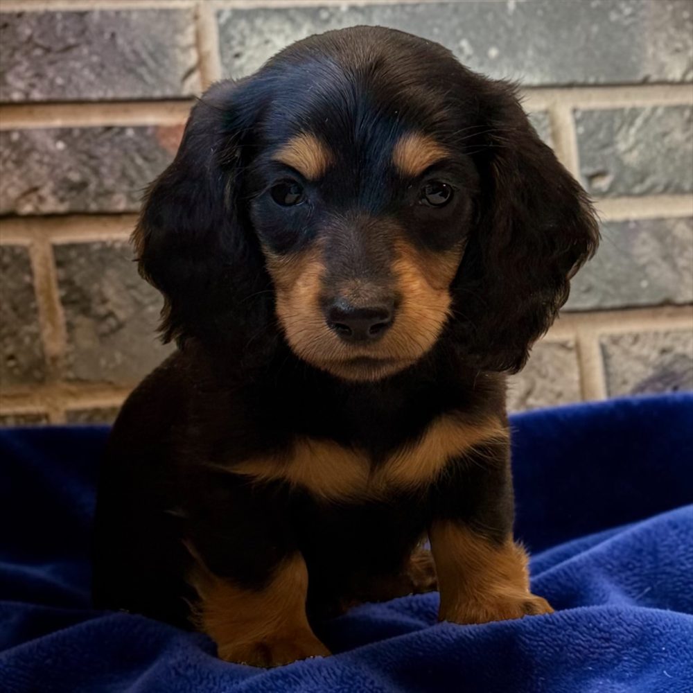 Chiot teckel à poil long noir et feu