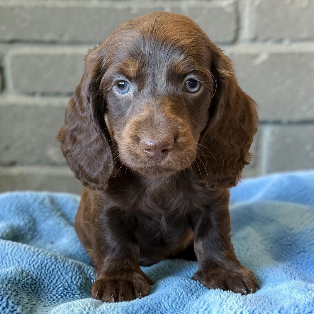 Chiot teckel à poil long chocolat et feu
