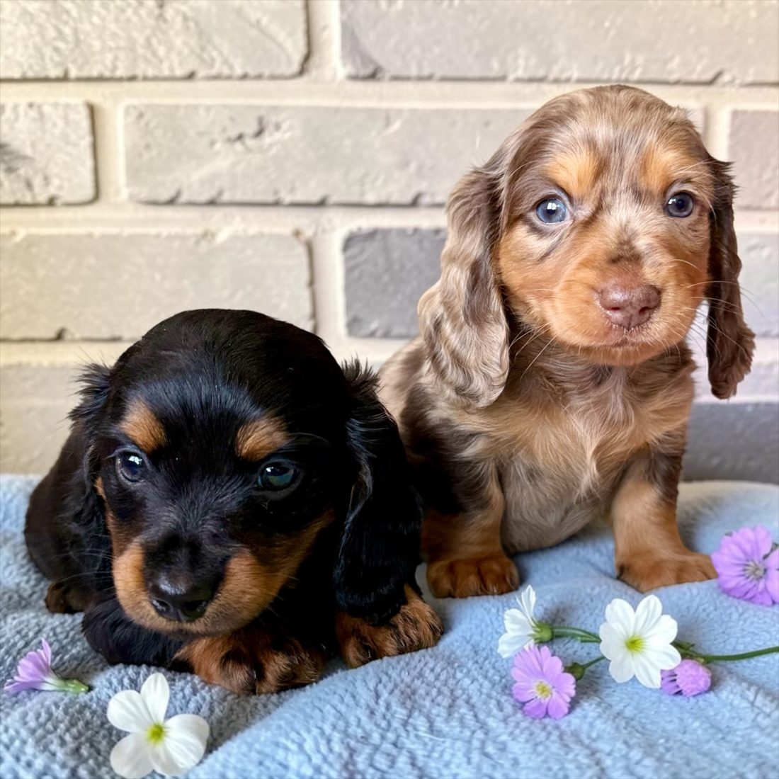 Deux chiots teckels à poil long parmi des fleurs