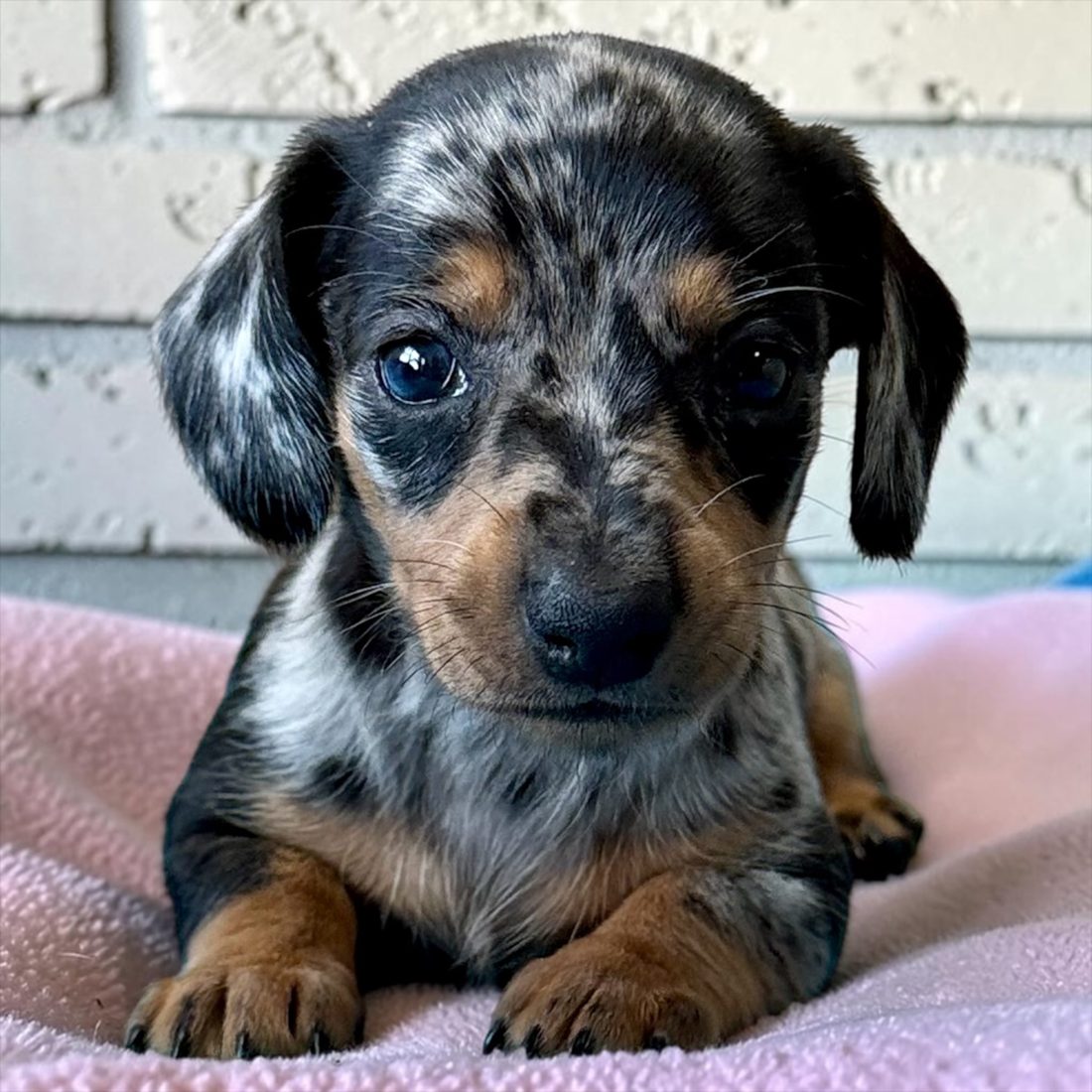 Chiot teckel dapple sur une couverture rose