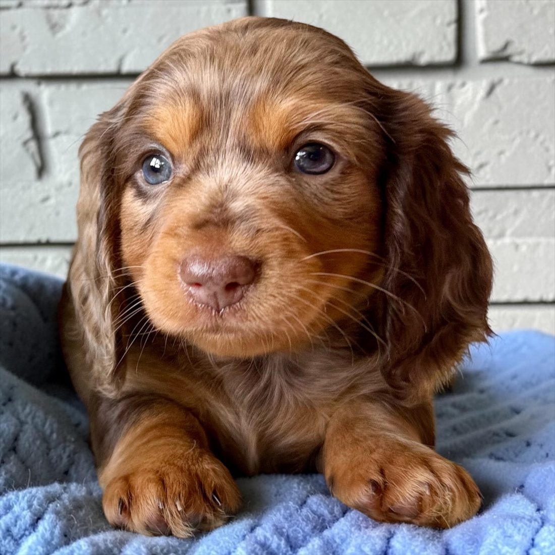 Chiot teckel à poil long chocolat dapple aux yeux bleus