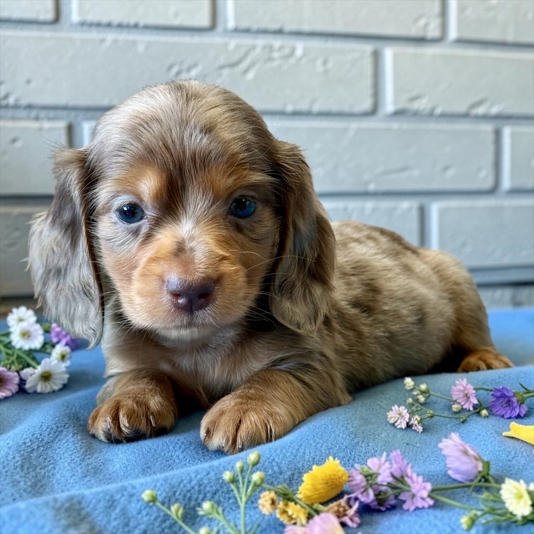 Chiot teckel chocolat dapple parmi des fleurs